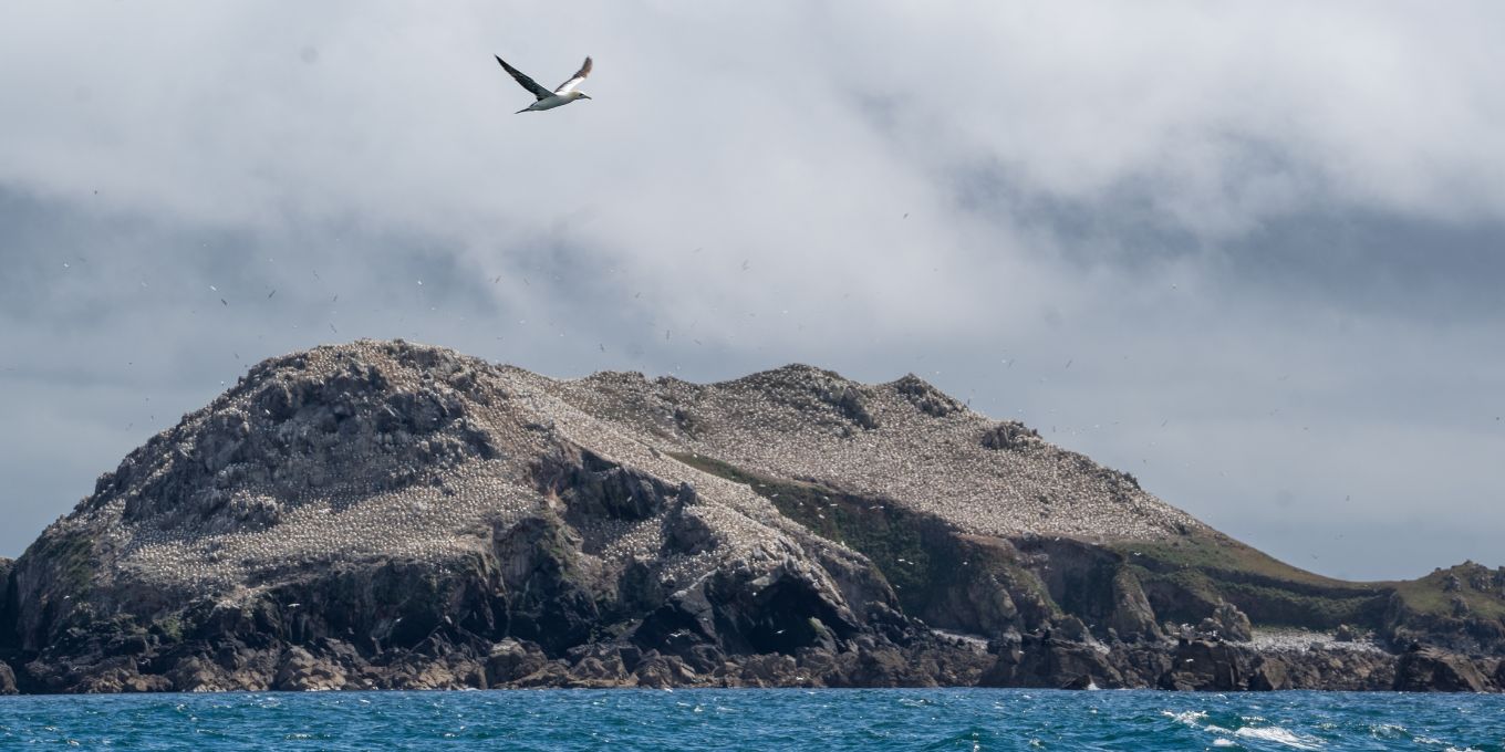 Réserve naturelle nationale des Sept-Îles : 50 ans de protection au service de la biodiversité et du territoire